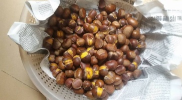 Bài thuốc trị bệnh từ hạt dẻ